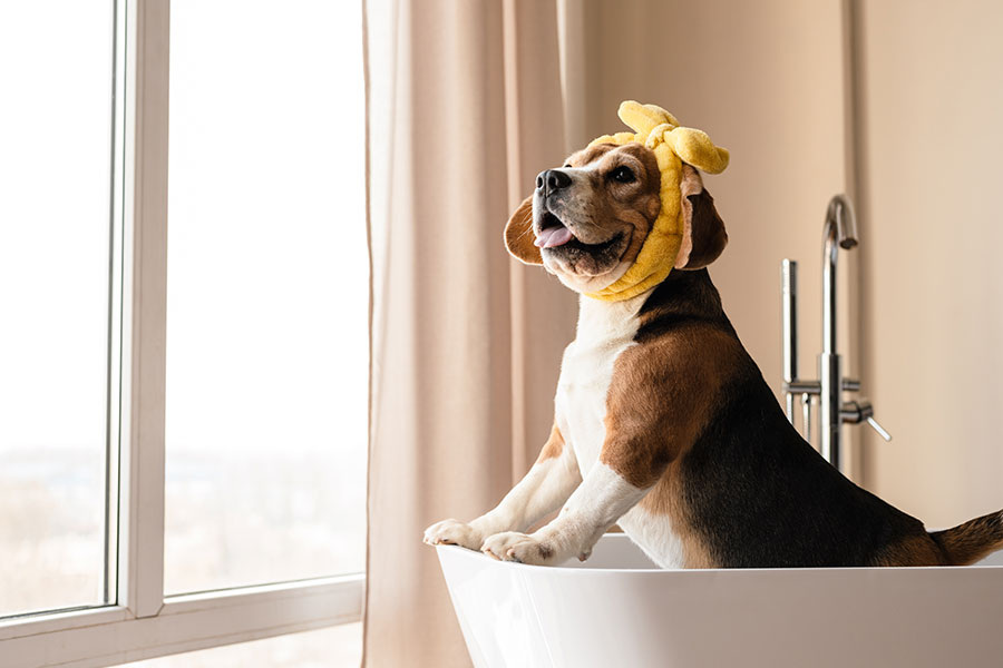 A cute dog being pampered in Penketh, Warrington