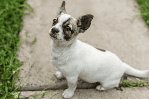 No More Kennels Dog Daycare